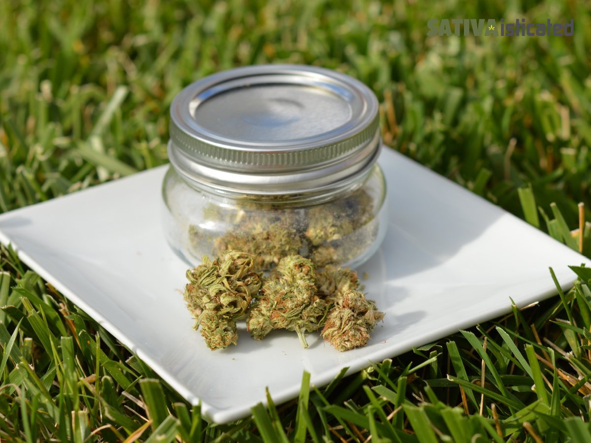 CBGA dominant flower from Ardent Cannabis by SATIVAisticated