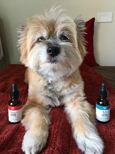 Napoleon Cannabis Dog THC CBD THCA CBDA Cannabinoids Marijuana by SATIVAisticated